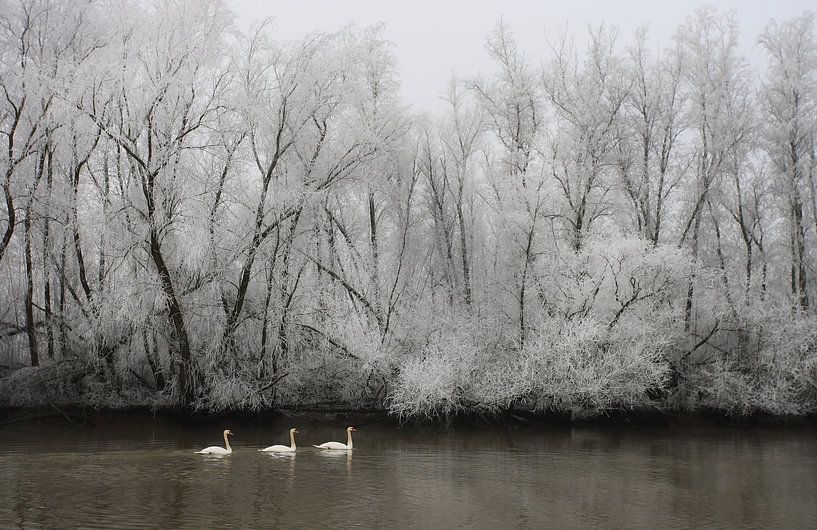Cygnes tuberculés dans un paysage de rivière givrée. par Jacques van der Neut