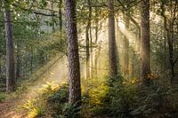 Sunrise in the Oisterwijk woods