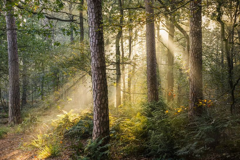 Sunrise in the Oisterwijk woods by Miranda Geerts Art