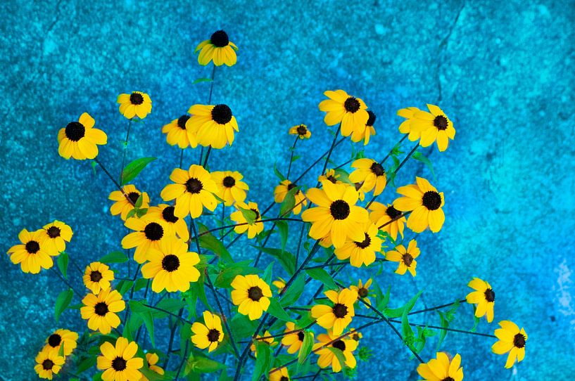 Rudbeckia with blue backdrop by Corinne Welp