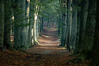 Natuur, zon weerschijn bospad Amerongen
