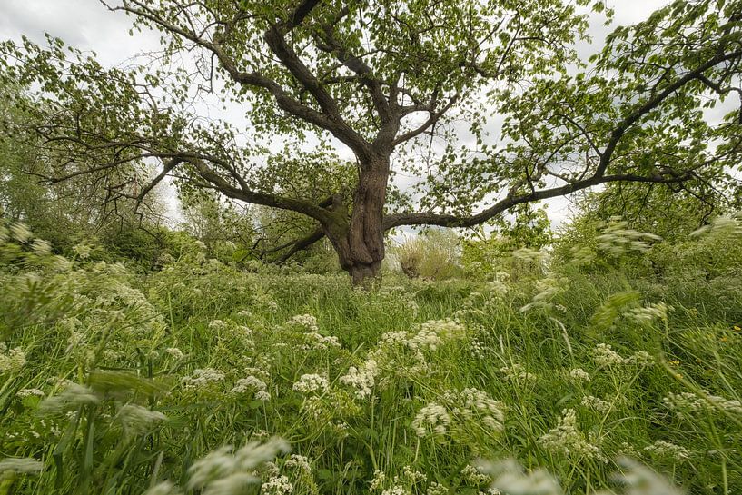Märchenhafter Baum zwischen Kreiseln von Moetwil en van Dijk - Fotografie