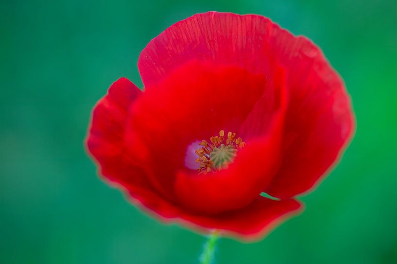Intense (le rouge intense du coquelicot) par Birgitte Bergman