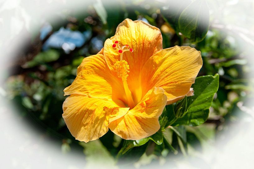 Orangefarbene Hibiskusblüte von Bob de Bruin