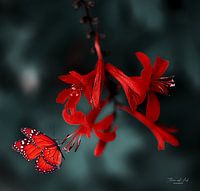 Schmetterling auf einem Montbretia (Crocosmia Lucifer)