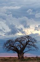 Boabab-Baum mit Pastellfarben im Hintergrund