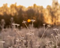Sonnenaufgang Nachtfrost