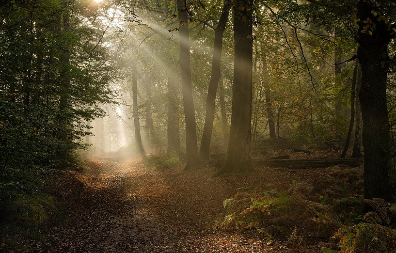 Sonnenaufgang in einem nebligen Bergher Wald von René Jonkhout