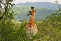 southafrica ... en attente de toi