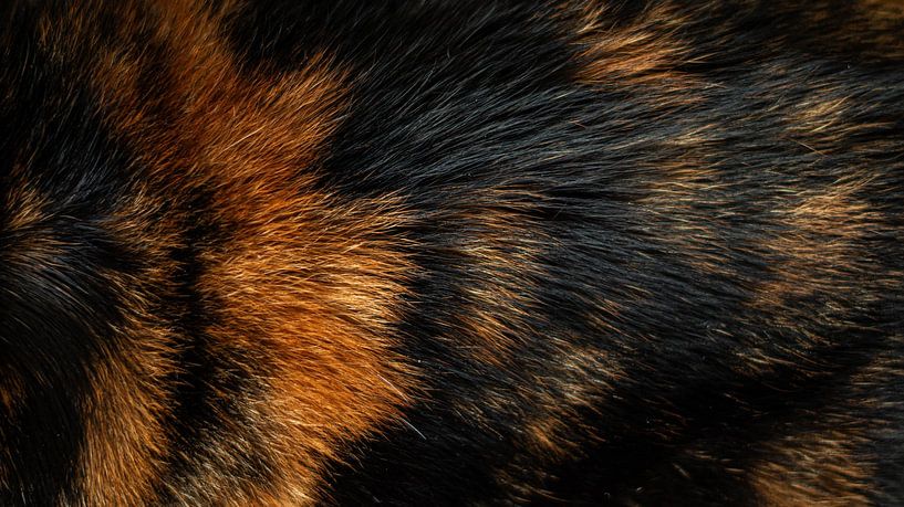 Pelzige von KDX