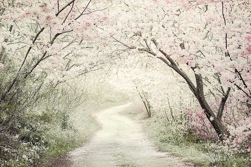 Romantic blossom trail in spring by Imperial Art House