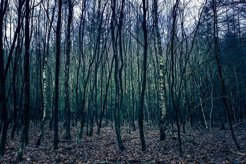 Speulderbos 5 by Bas Schneider