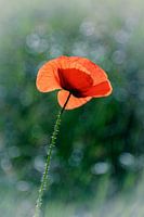 Poppy on green-blue background