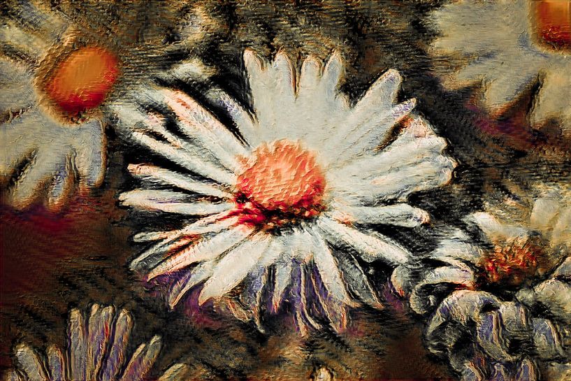 Daisy by Jeannette Fotografie