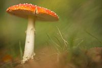 Rot mit weißen Punkten und giftigen.....