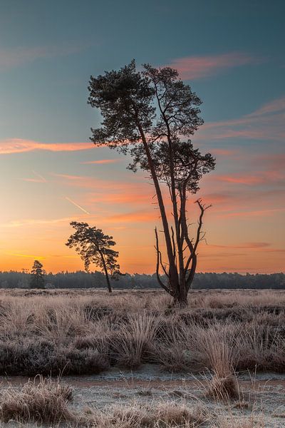 Les dunes de Loonse Drunese avant le lever du soleil avec du givre sur les champs. par Rob Saly