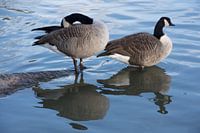 Zwei kanadische Gänse