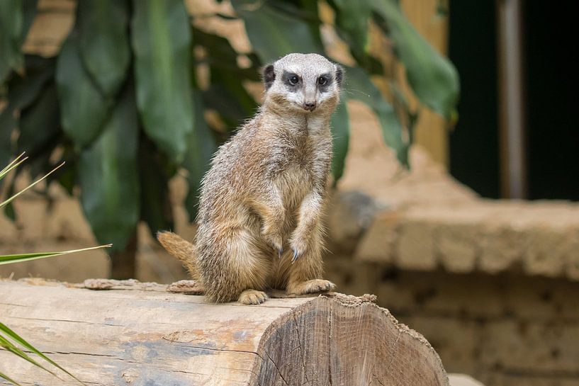 Suricate par Goffe Jensma
