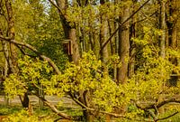 Nistkasten im Frühlingsgrün – Parklandschaft & Baumrinde