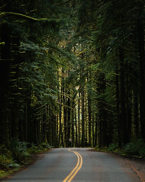 Winding roads through the rainforest von swc07