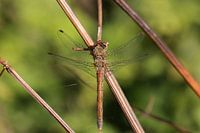 Dragonfly in the Eijsder Beemden