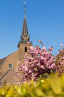 Tree with pink blossom and Church of Baambrugge in the background