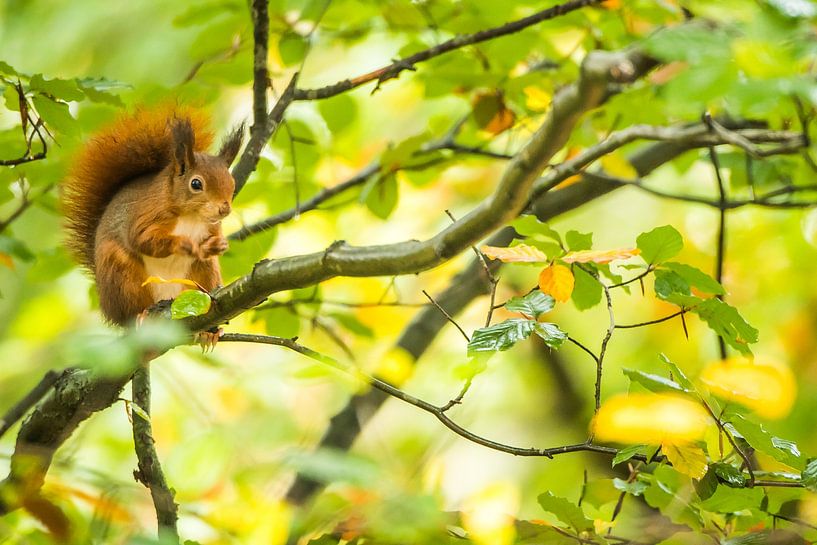 Écureuil roux en automne par Danny Slijfer Natuurfotografie