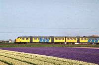 Train through the bulb fields I Dutch Railways I Hillegom, Noord-Holland I Photography