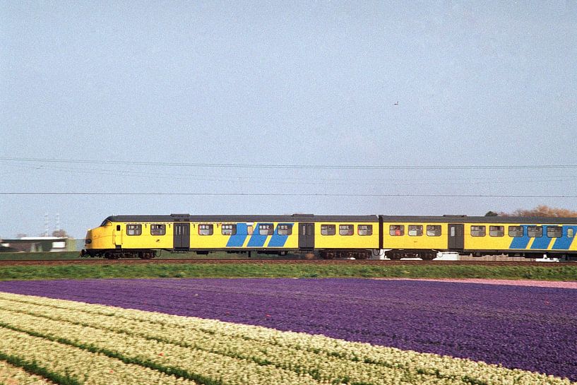 Zug durch die Zwiebelfelder I Niederländische Eisenbahnen I Hillegom, Noord-Holland I Fotografie von Floris Trapman