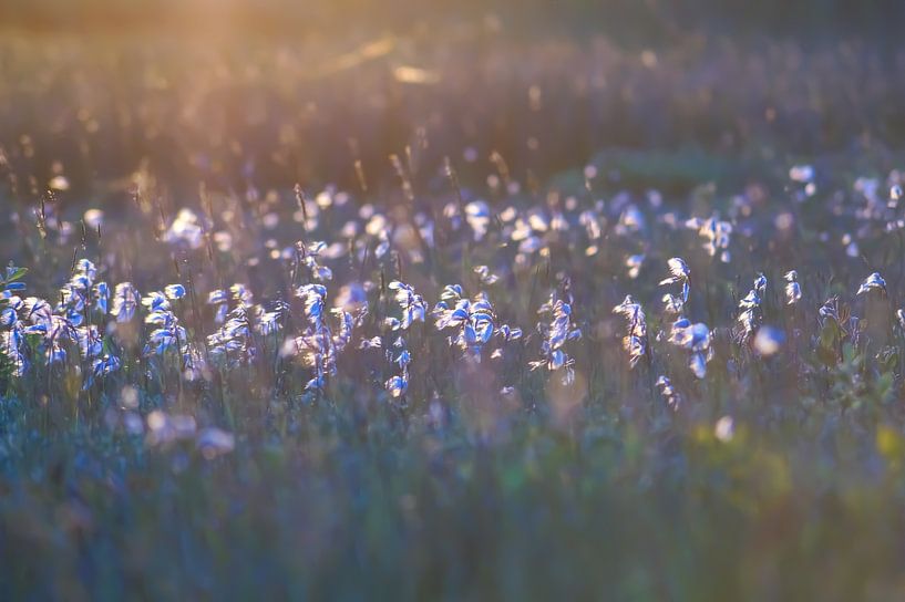 Das Feld  von patrick van den Broek