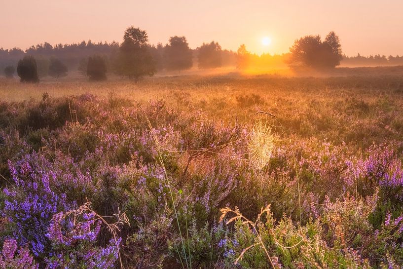 Heide bij zonsopgang van Daniela Beyer