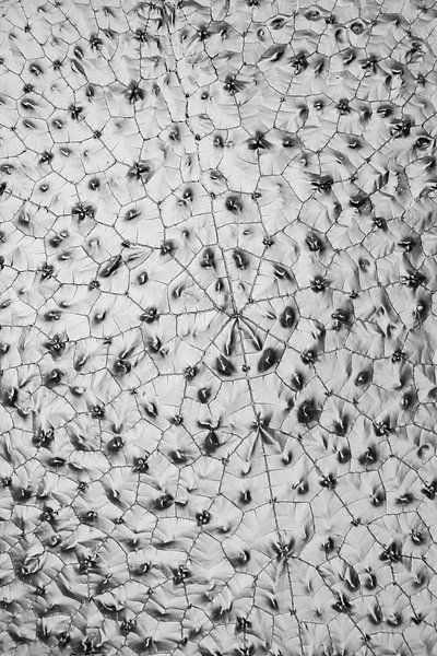 Veilige Haven van QEIMOY