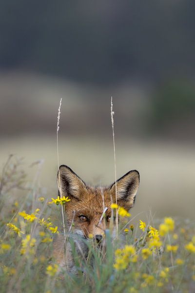 Fuchs in den Dünen von Joy van der Beek