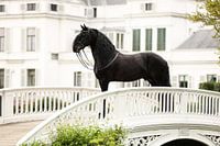 Pferd und Schloss Soestdijk