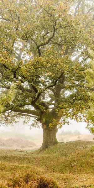Chêne sur la lande. par Alie Ekkelenkamp