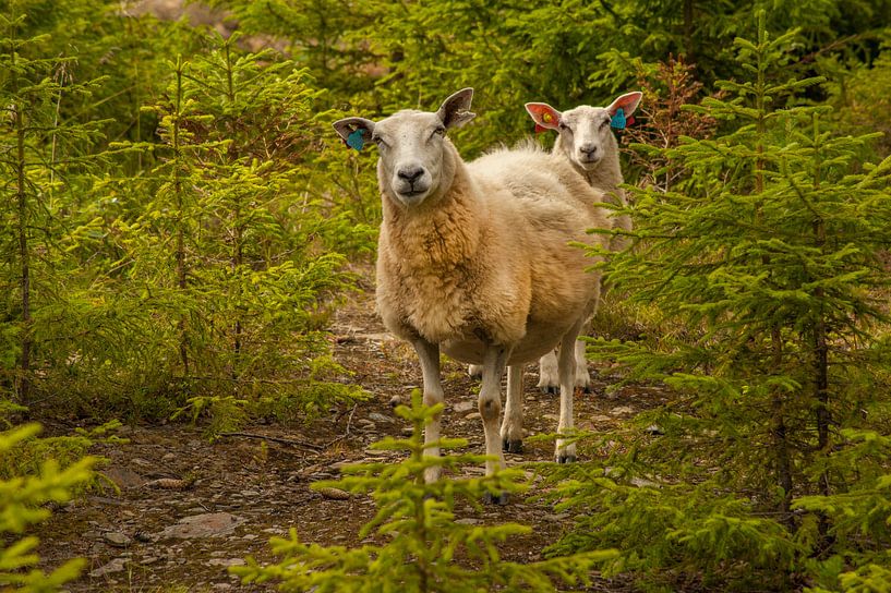 Nieuwsgierige schapen tijdens wandeling Noorwegen par Margreet Frowijn