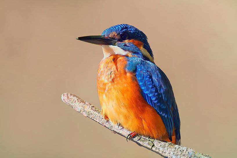 Kleurrijke ijsvogel zittend op een tak op een zonnige ochtend van Mario Plechaty Photography