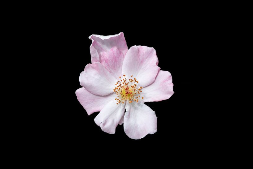 Makro einer Rose mit goldenem Herz von Ribbi