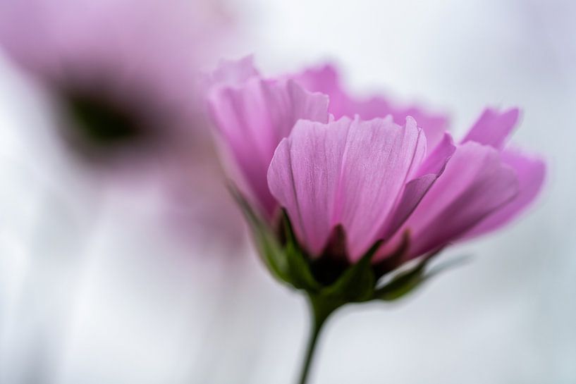 Cosmea by Bart Hendrix