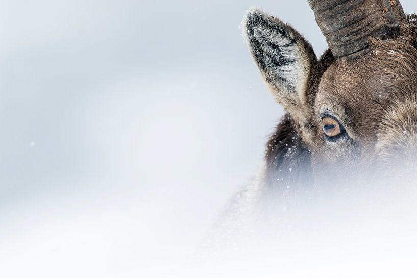 Mountain King by David Pattyn