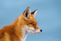 Renard contre ciel bleu