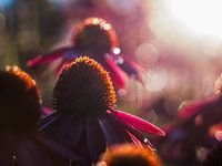 Chapeau de soleil au soleil