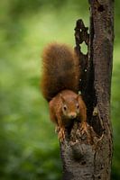 Écureuil