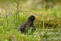 Merel prend un bain après une grosse douche
