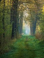 Forest path