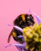 Summer glow - Bumblebee in macro