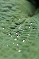 Blatt mit Wassertropfen