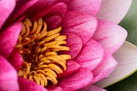 Kijkje in een waterlelie