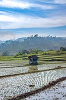 Cabin among the rice fields.