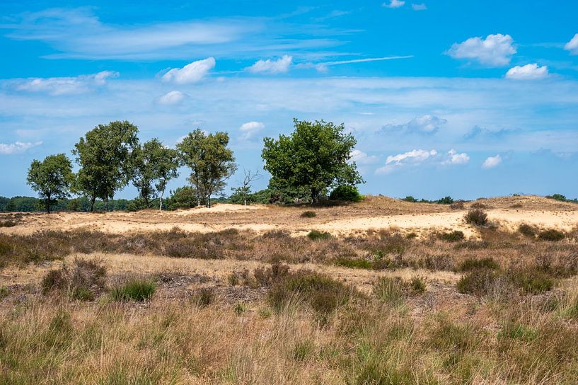 Heidekraut und Bäume vor blauem Himmel im Veluwe-Nationalpark von Werner Lerooy